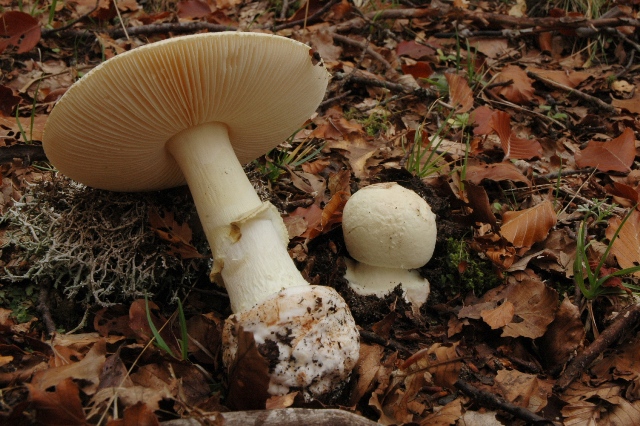 Mancata Mia Determinazione.